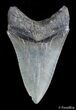 Inch Megalodon From SC - Top Quality #2773-1